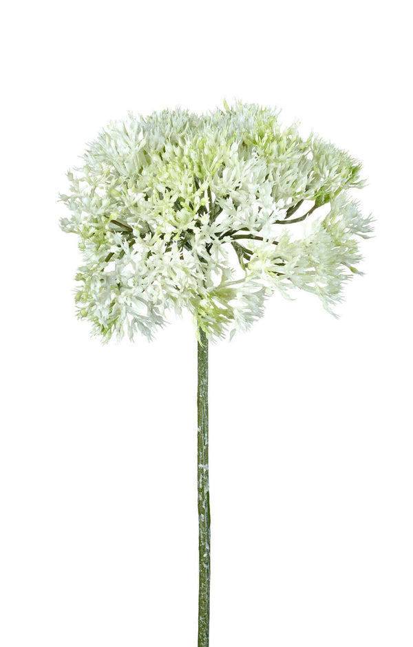 White Achillea