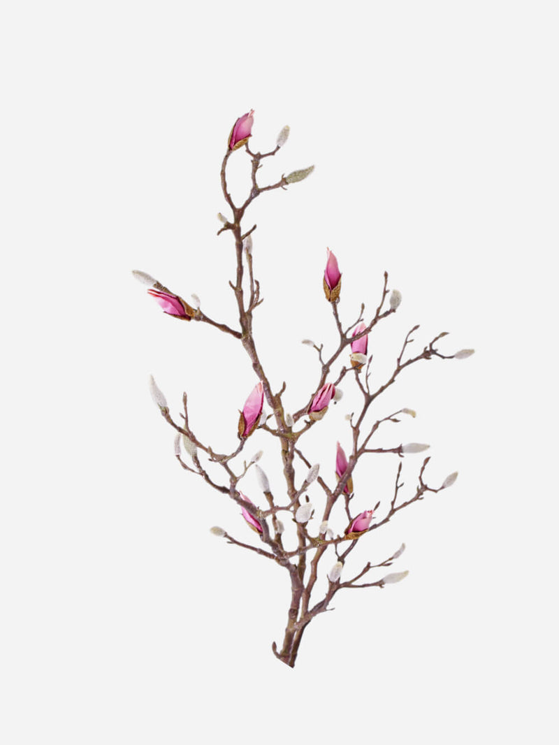 Magnolia In Bud