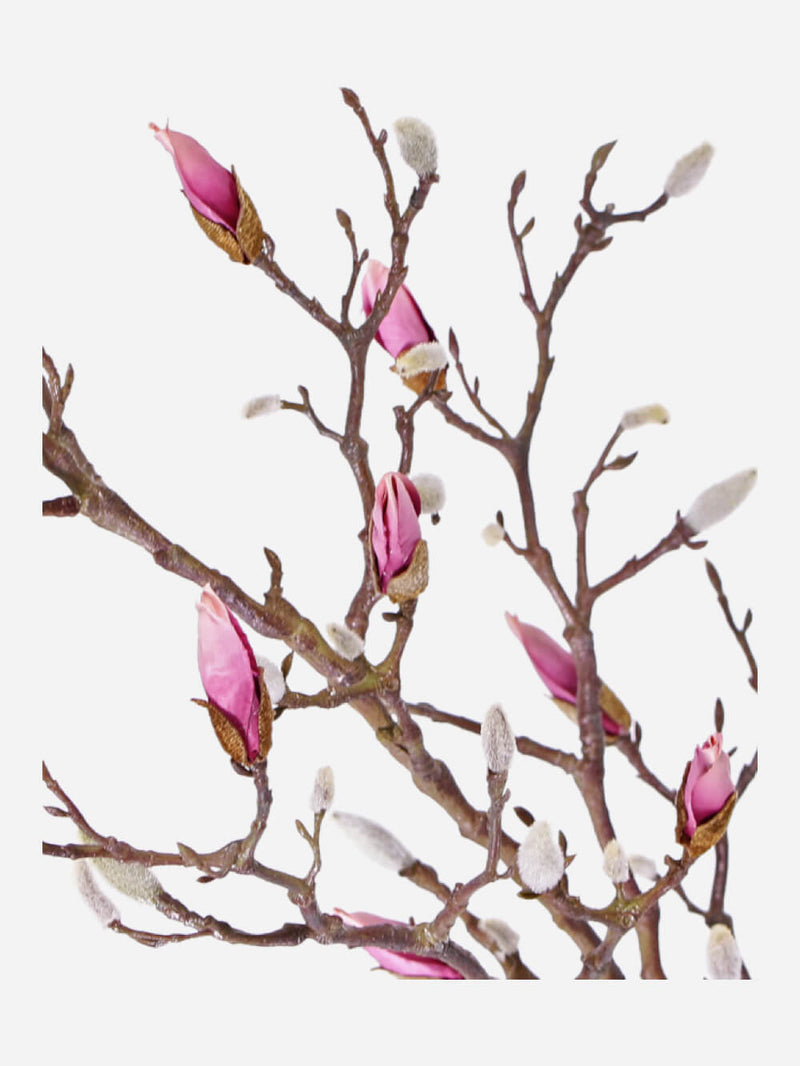 Magnolia In Bud