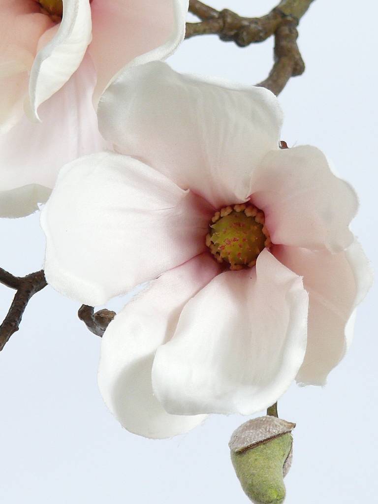 Magnolia In Flower