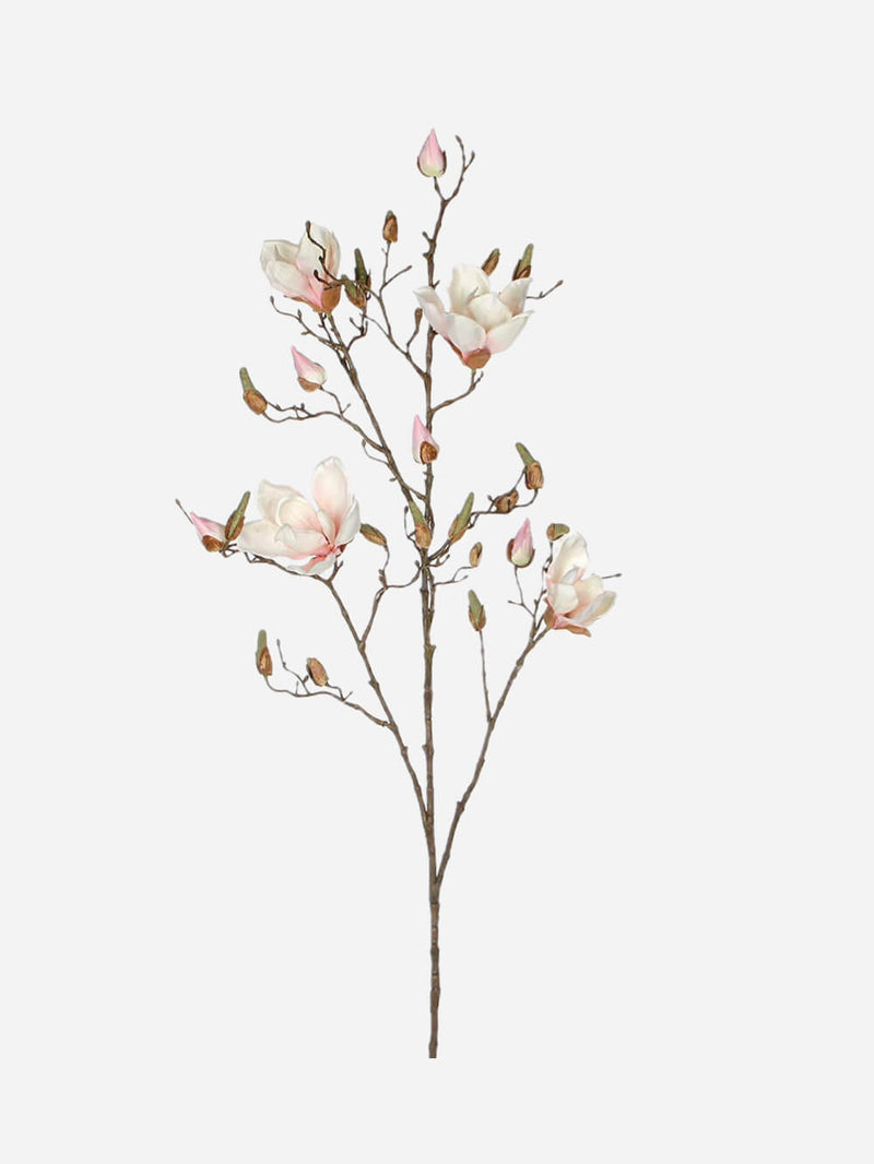 Magnolia In Flower