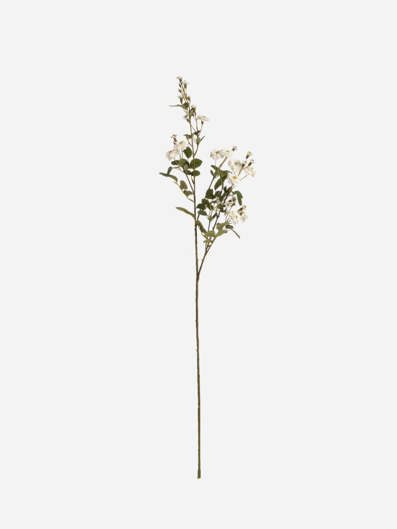 White Wild Meadow Rose