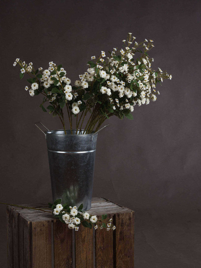 White Wild Meadow Rose