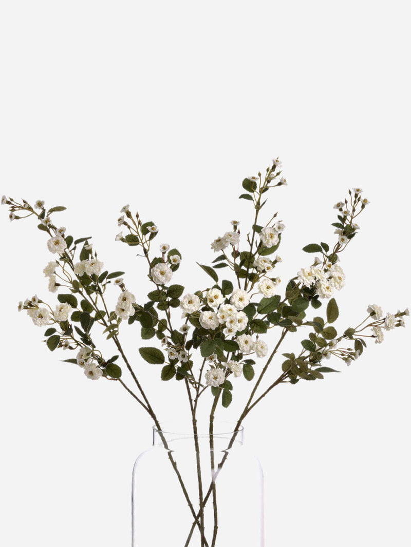 White Wild Meadow Rose